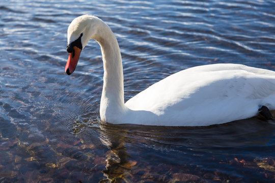 The Swan. The background is Lake Yamanakako.The shooting location is Lake Yamanakako, Japan Yamanashi prefecture.