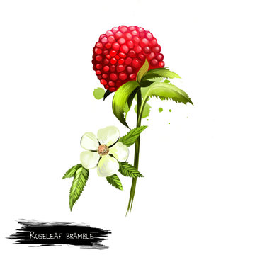 Roseleaf bramble fruit, leaf and flower isolated on white. Rubus rosifolius, Mauritius raspberry, thimbleberry and bramble of the Cape. Edible fruit. Digital art watercolor illustration