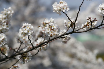 cherry blossom