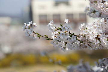 cherry blossom