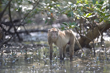 monkey in forest