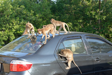monkey attack car