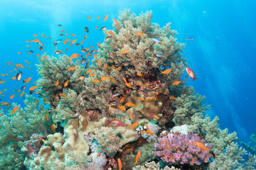 Korallen am Numidia Wrack, Brother Island