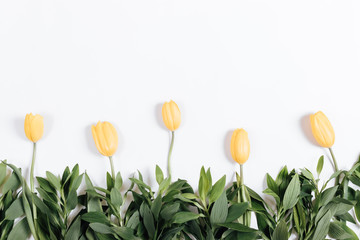 Row yellow tulips on a white background, flat view