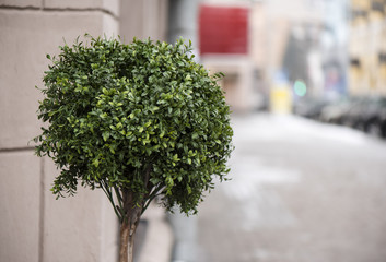 ornamental tree in the street