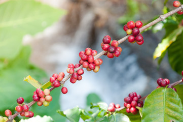 fresh coffee beans in plants tree,fresh arabica coffee fruits on tree