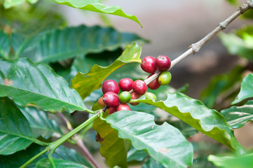 fresh coffee beans in plants tree,fresh arabica coffee fruits on tree