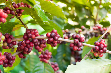 fresh coffee beans in plants tree,fresh arabica coffee fruits on tree