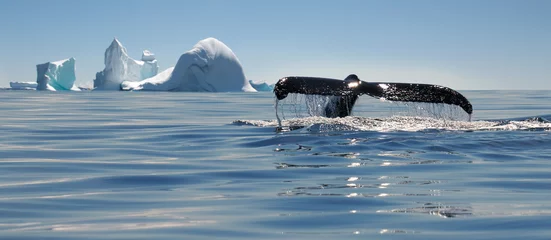 Foto op Canvas Prachtig uitzicht op ijsbergen en walvissen op Antarctica © Alexey Suloev
