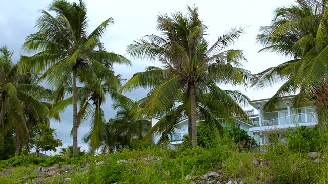 Cloudy day on the tropical island. Crones of palm trees against a gray cloudy sky.