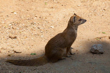 Yellow mongoose lurking at sunset
