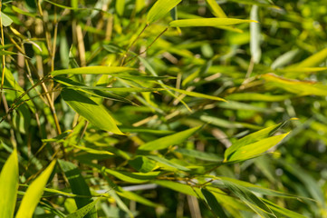 Bamboo leaves