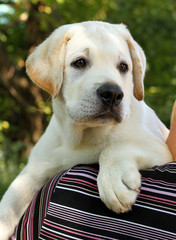little cute labrador puppy on a shoulder