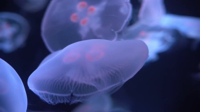Moon Jellyfish Aurelia Aurita 23