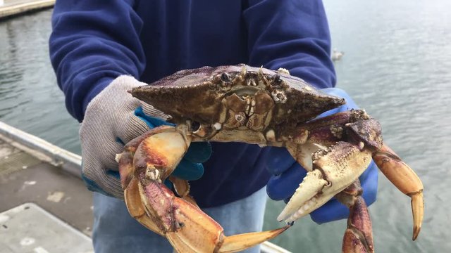 Fisherman showing crab to a tourist