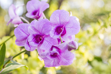 Abstract blurred background of purple orchids, Dendrobium.
