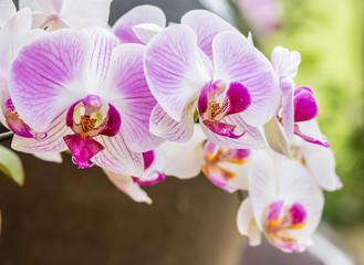 Close up of pink (purple) orchid, Phalaenopsis.