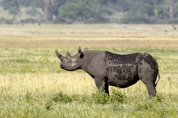 Crédence de cuisine en verre imprimé Rhinocéros rhinocéros noir , Diceros bicornis , Cratère du Ngorongoro , Parc national , Tanzanie