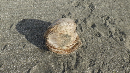 流れついたヤシの実