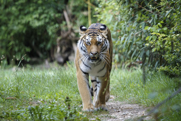 Siberian tiger walking along a path trail in the forest
