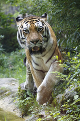 Siberian tiger looking at the camera