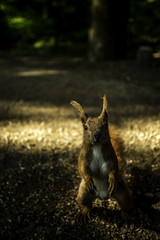 Eichhörnchen macht Männchen