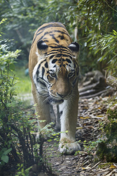 Frontal view of a Amur tiger in the forest