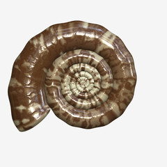 Ammonite shell fossil, digital illustration art work, 3D rendering.