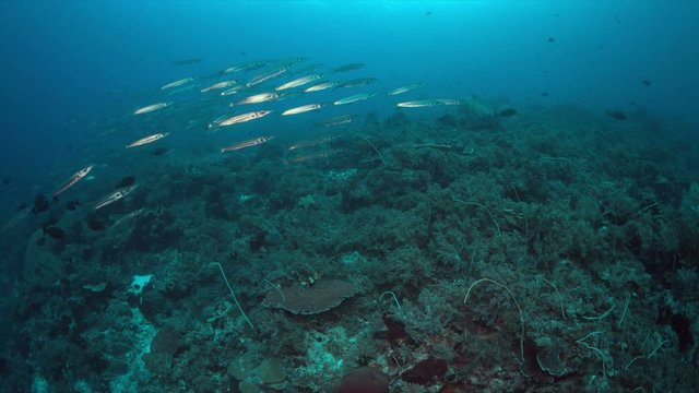 School of Barracudas on a coral reef. 4k footage