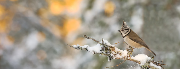 Crested Tit perching on a snow covered branch. Sized to fit for cover image on popular social media site