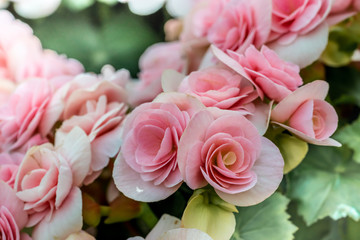 Beautiful Pink begonia
