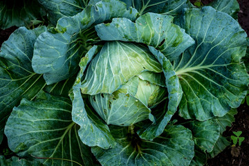 Fototapeta na wymiar Top view of green lettuce