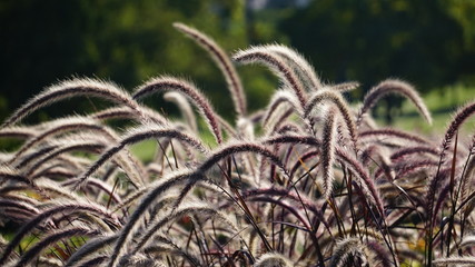 Park flowers and Plantsw