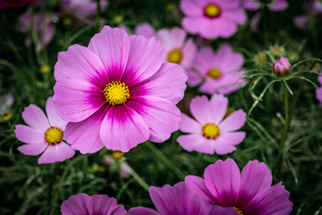 Purple cosmos flower