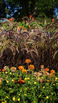 Park flowers and Plantsw