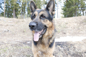 Dog german shepherd in the forest