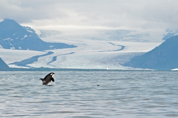 killer whale, orca, orcinus orca, Alaska