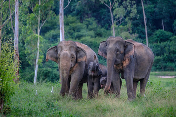 Fototapeta na wymiar Family of wild Elephants in forest