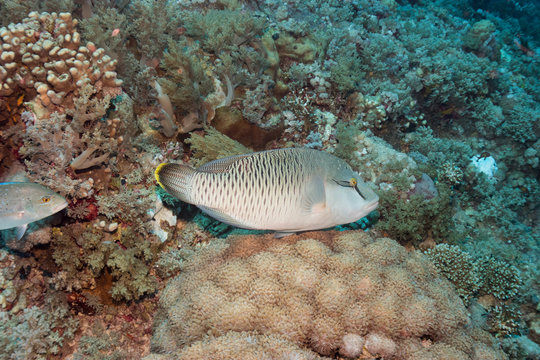 Juveniler Napoleon Lippfisch