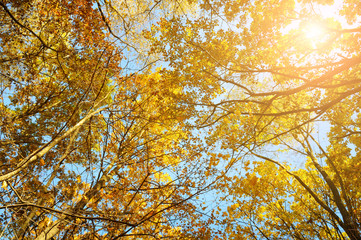 Fototapeta premium tree branches and yellow autumn leaves against the blue sky