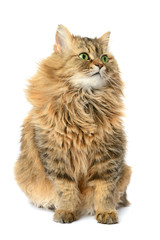 domestic cat isolated on a white background