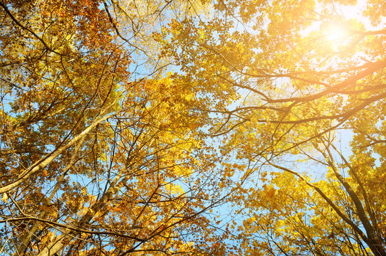 tree branches and yellow autumn leaves against the blue sky