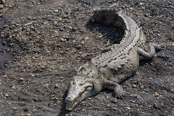 American crocodile