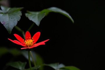 red flower in the jungle 