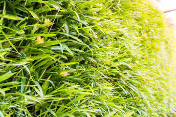 vertical garden natural leaf