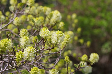 Erlenblatt-Federbuschstrauch im Frühling - the plant Fothergilla gardenii Murray