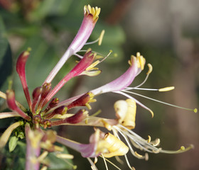 Fleshy flowers macro