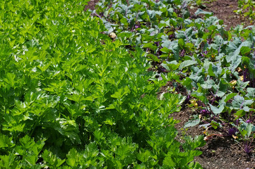 Gemüsegarten mit Sellerie und Kohlrabi - potager with celery and Kohlrabi