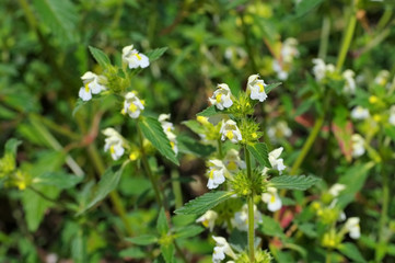 die Heilpflanze Saat-Hohlzahn - the herbal plant  Downy Hemp-nettle