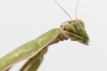 Close up of female praying mantis